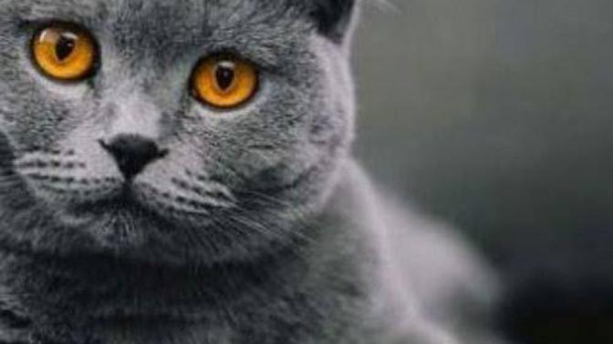 Scottish fold almayı düşünüyorum?