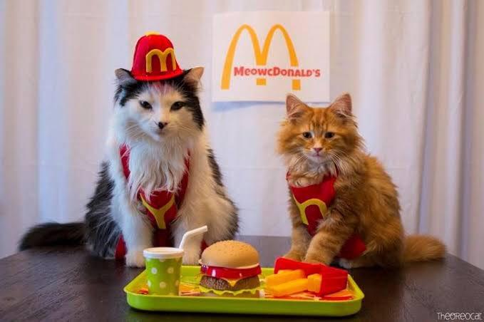 MeowDonald's.
