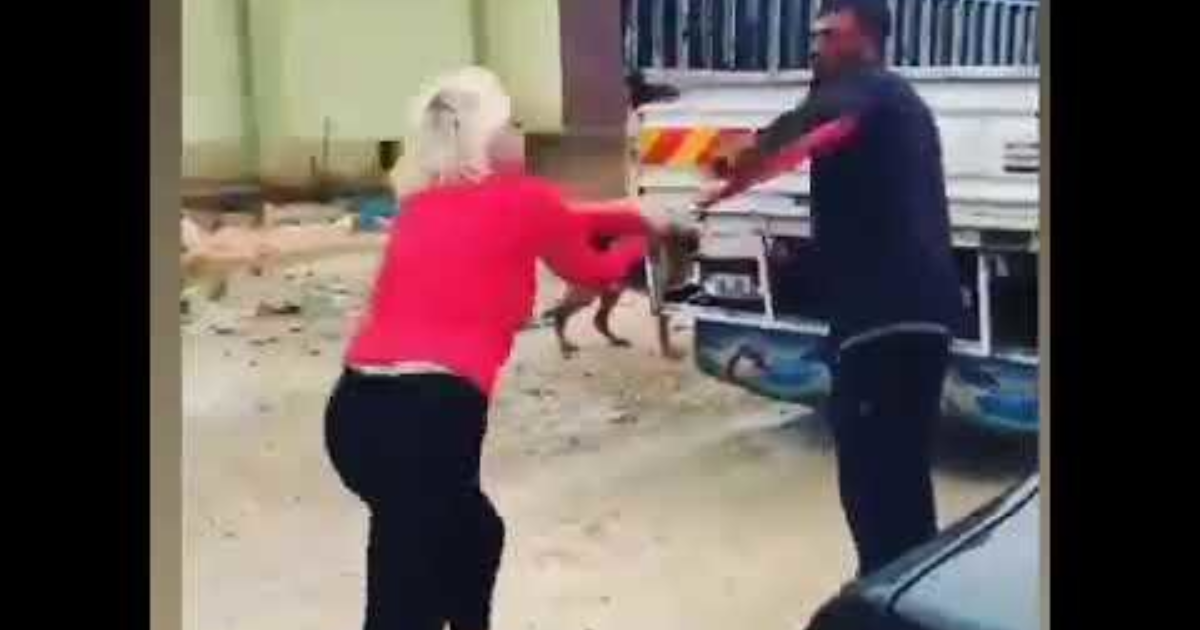 köpeğe kedi maması verilir mi