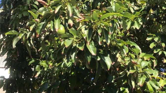 🥑 Avokado sever misiniz?