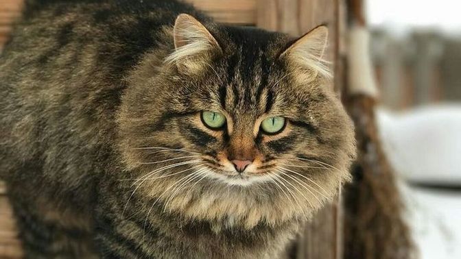4 yaşındaki tekir cinsi kedim 7 kilo 300 gram. Sağlığı için kilo verdirmeli miyim, kilosu normal mi?