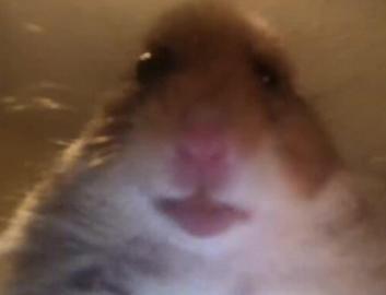 Merhabalar sizi evcil hayvanımla 😍🐀 tanıştırayım mı?