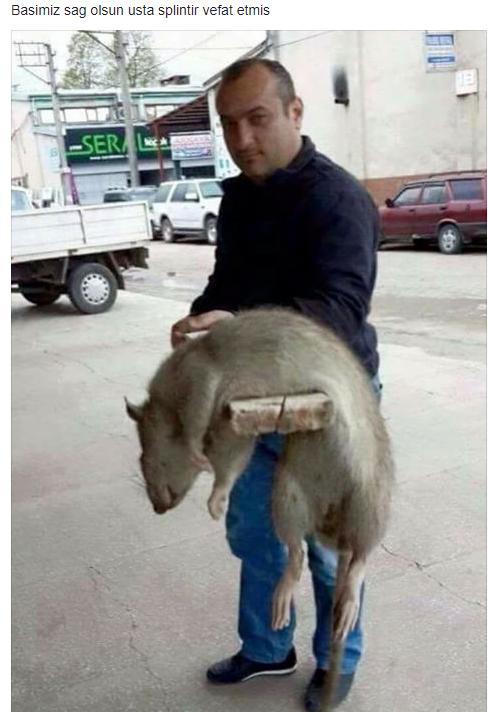 Merhabalar sizi evcil hayvanımla 😍🐀 tanıştırayım mı?