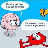 xd
