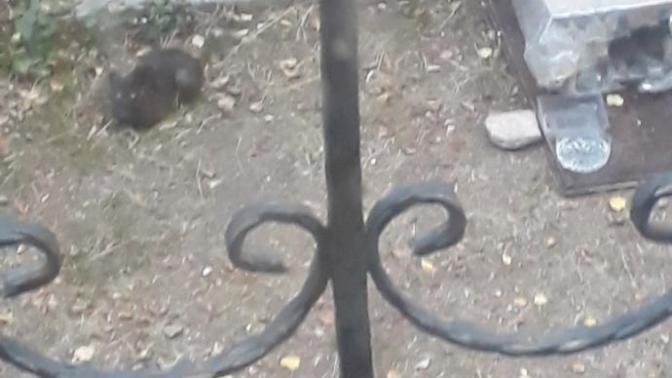 Bahçede beslediğim kedim yaptığım yuvaya girmiyor, neden?