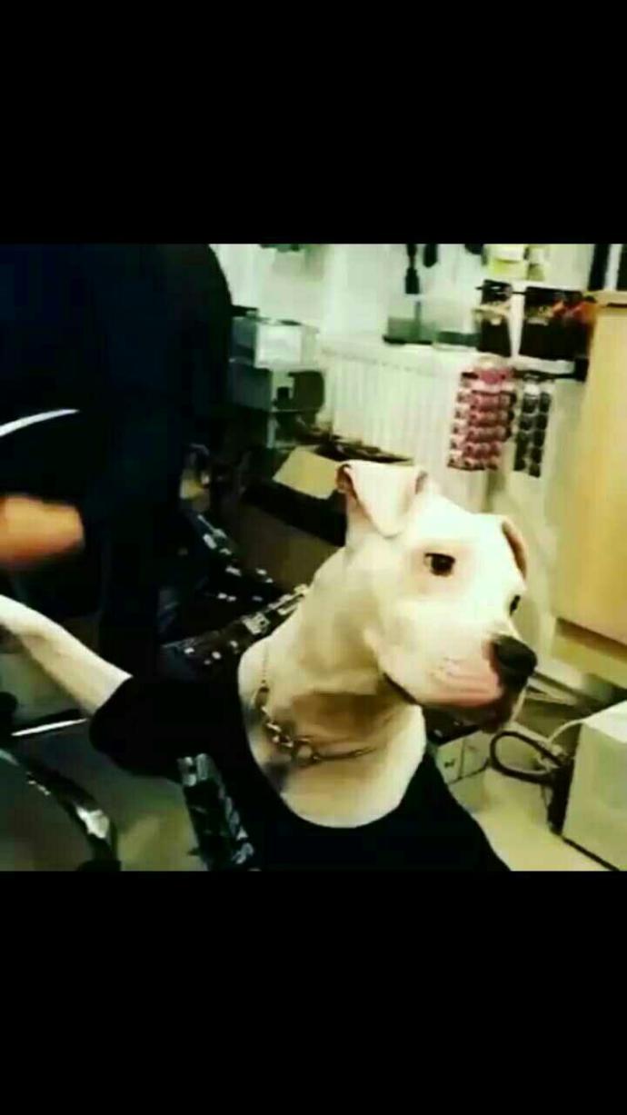 Türkiyede pitbul beslemek yasak mı?