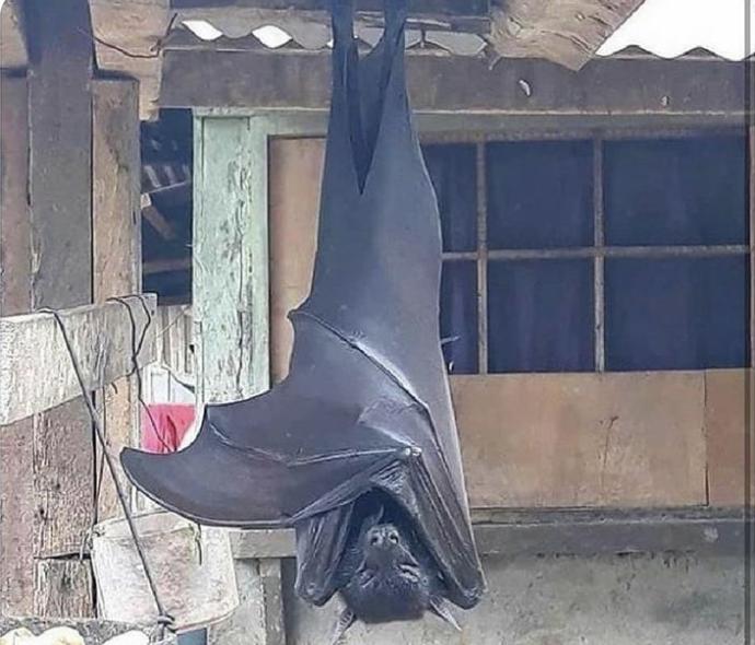 Kamboçya’da ortalama 1.5 metre uzunluğunda bir yarasa görüntülendi sizce nasıl bu kadar büyümüş olabilir?