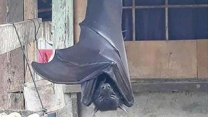 Kamboçya’da ortalama 1.5 metre uzunluğunda bir yarasa görüntülendi sizce nasıl bu kadar büyümüş olabilir?