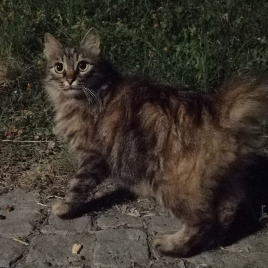 Evcil hayvanınız bir flört uygulamasına kayıt olsaydı profil fotoğrafı ne olurdu?