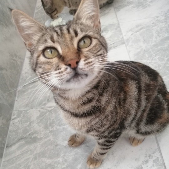 Evcil hayvanınız bir flört uygulamasına kayıt olsaydı profil fotoğrafı ne olurdu?