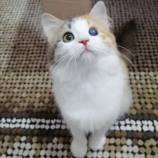 Evcil hayvanınız bir flört uygulamasına kayıt olsaydı profil fotoğrafı ne olurdu?