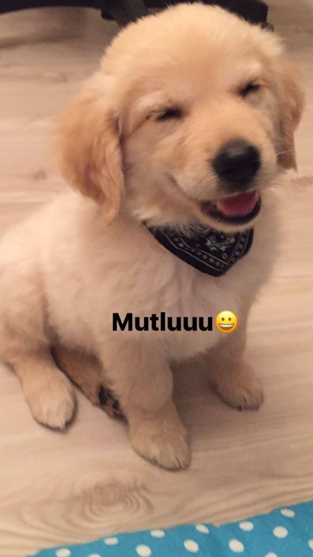 Evcil hayvanınız bir flört uygulamasına kayıt olsaydı profil fotoğrafı ne olurdu?
