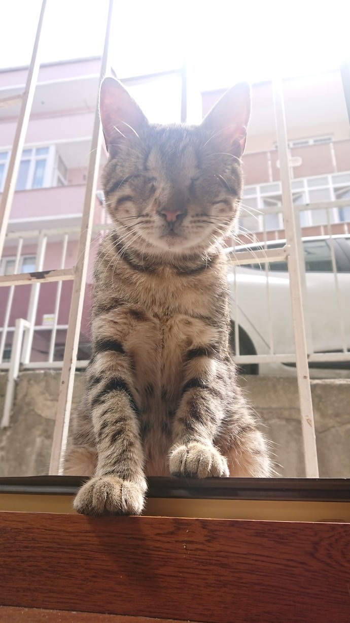 Evcil hayvanınız bir flört uygulamasına kayıt olsaydı profil fotoğrafı ne olurdu?