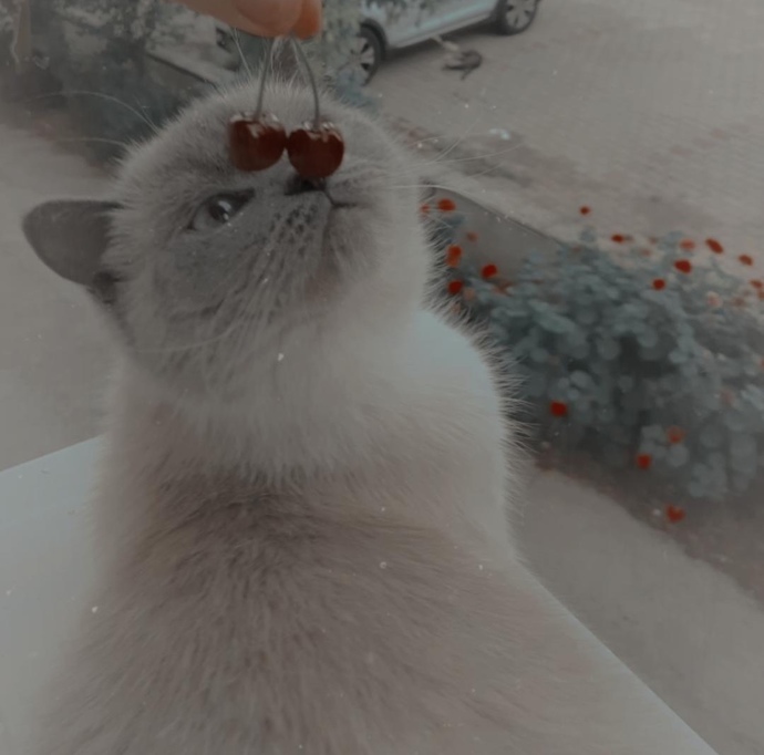 Evcil hayvanınız bir flört uygulamasına kayıt olsaydı profil fotoğrafı ne olurdu?