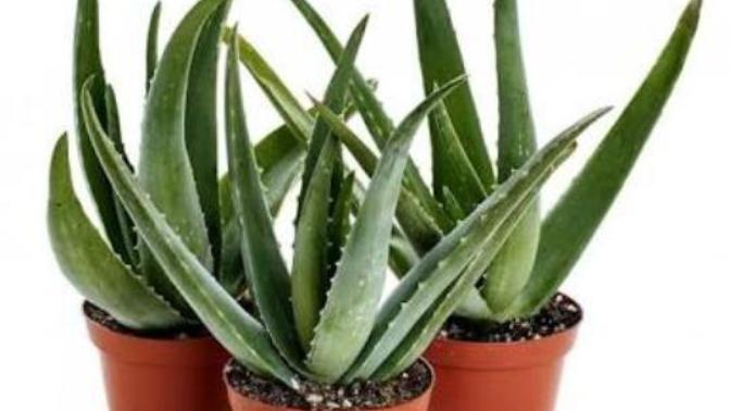 Aloe Vera sivilcelere iyi geliyor mu? Hiç denediniz mi?
