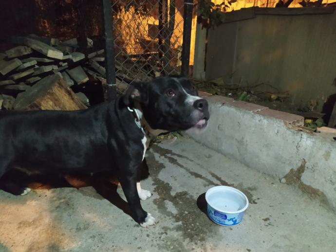 Köpekleri seviyor musunuz?