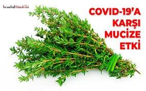 Kekik suyunun ve yağının Covid 19u yendiği söyleniyor?