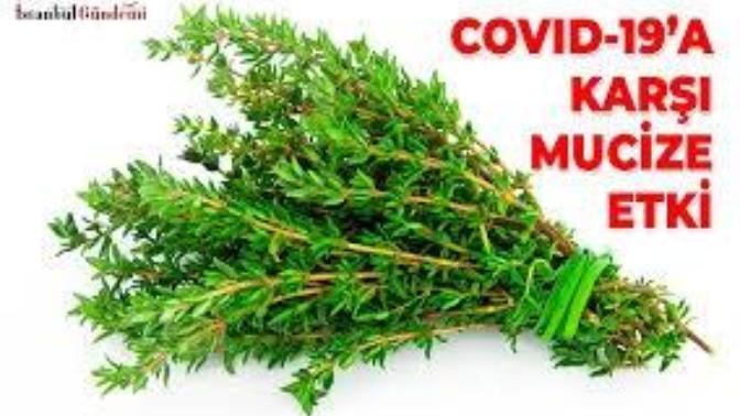 Kekik suyunun ve yağının Covid 19'u yendiği söyleniyor?