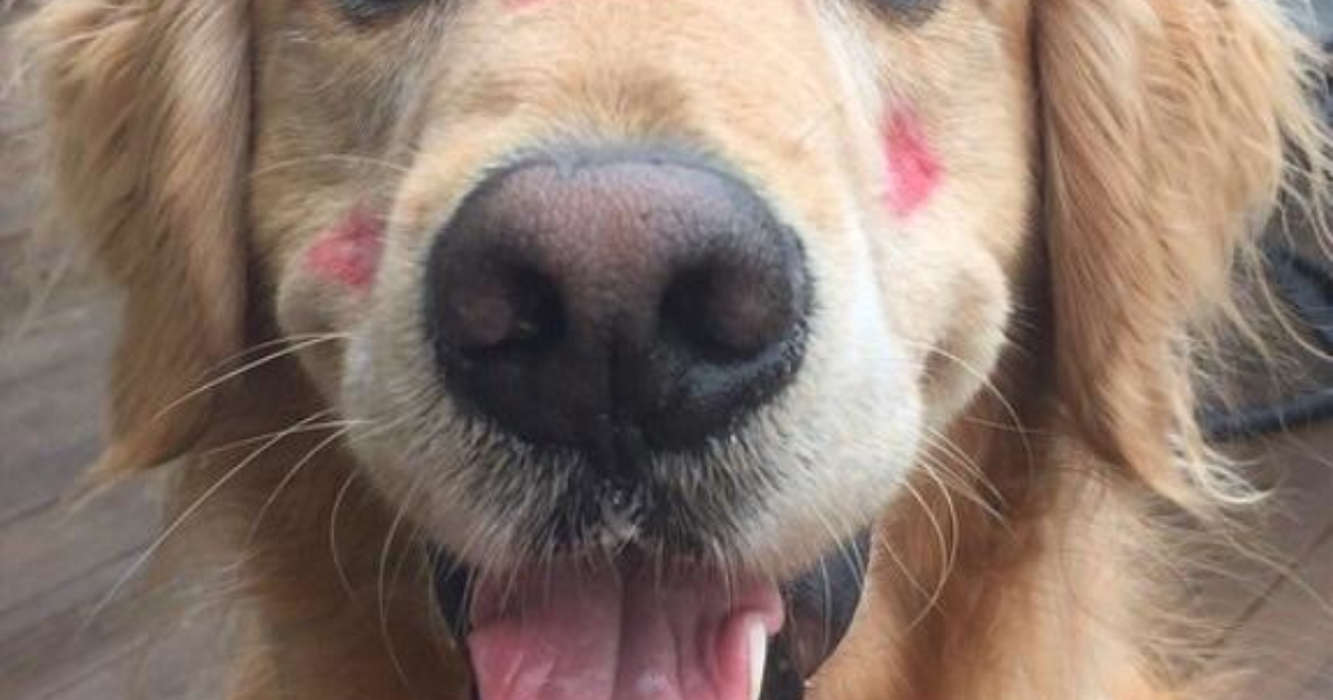 Arkadaşım köpeğine bu şekilde davrandığımı görünce çok