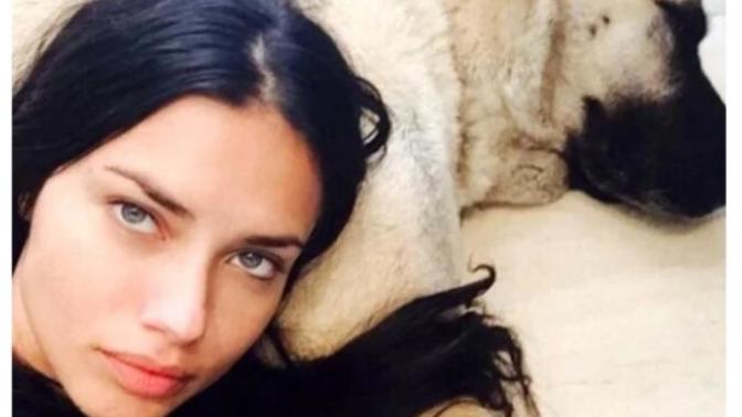 Adriana Lima 2 tane kangal köpeği sahiplendi. Kangal köpeklerini sever misiniz?