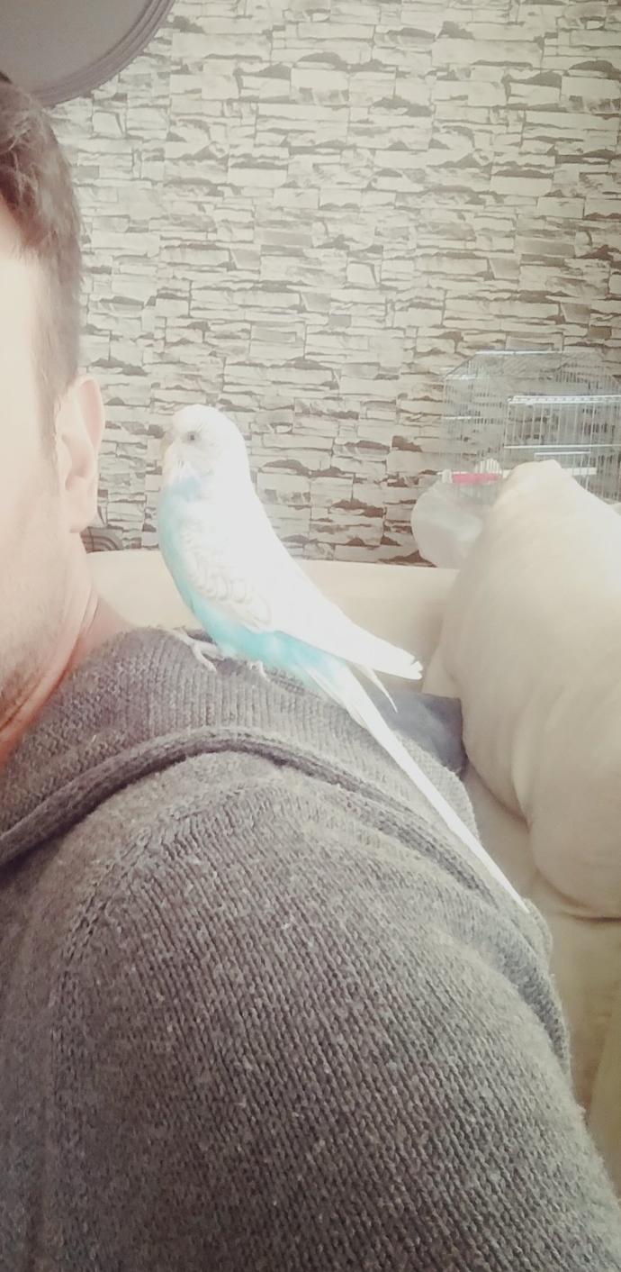 Evcil hayvanını bizimle tanıştırmaya ne dersin?