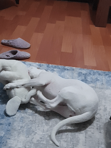 Oyuncu Fıstık:)