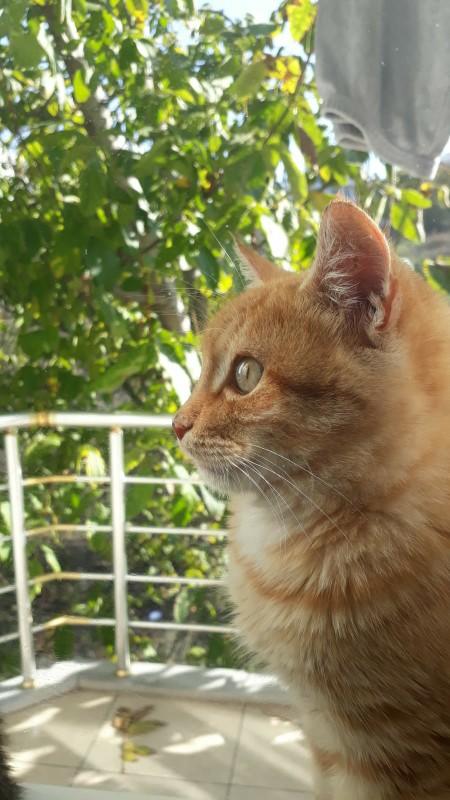 Evcil hayvanını bizimle tanıştırmaya ne dersin?