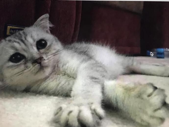 Evcil hayvanını bizimle tanıştırmaya ne dersin?