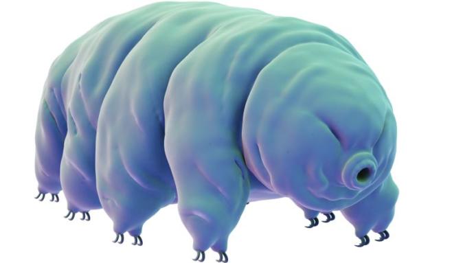 Tardigrad