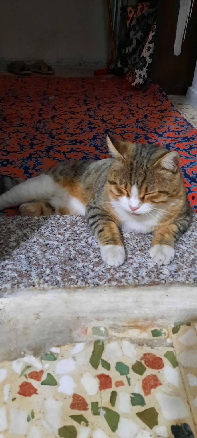 Kedi almak istiyorum, bana güzel ve değişik kedi isimleri önerir misiniz?