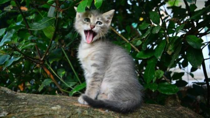 Kedi almak istiyorum, bana güzel ve değişik kedi isimleri önerir misiniz?