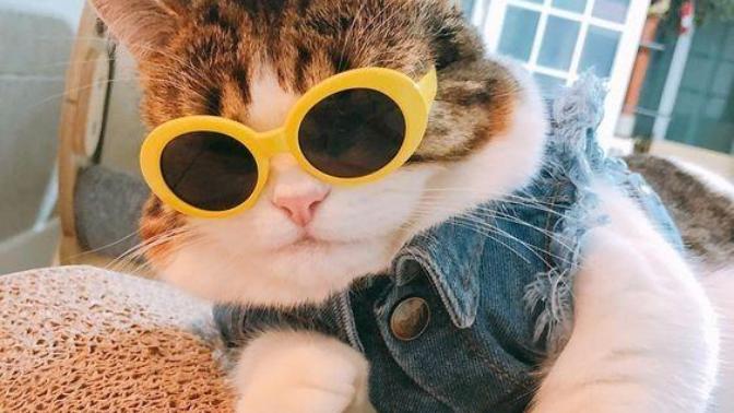 Çok nankör tanıdım ama hiçbiri kedi değildi. İnsanlar neden nankörlük eder?