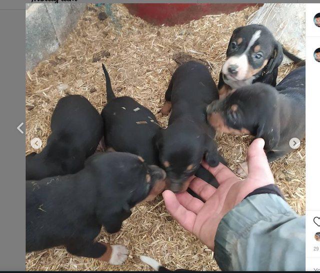 Youtuber Recep Bayraktar'ın köpeklerine el konulması hakkında ne düşünüyorsunuz?