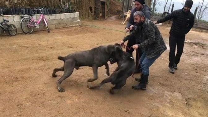 Youtuber Recep Bayraktar hayvan severler tarafından dava edildi, Linç edildi! Ne düşünüyorsunuz?