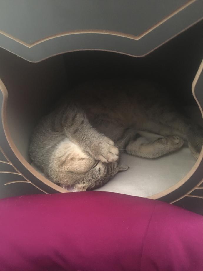 British shorthair hakkında?