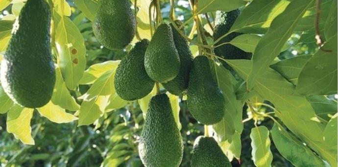 Kahvaltıda avokadolu yumurta yediğim için eşim bana sosyete diyor. Kahvaltıda avokado yemek sosyete işi mi?