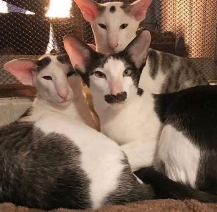 AAşağıda ki kedi cinsi nedir, arkadaşlar kedileri severim ama bunlar biraz sevimsiz değil mi?