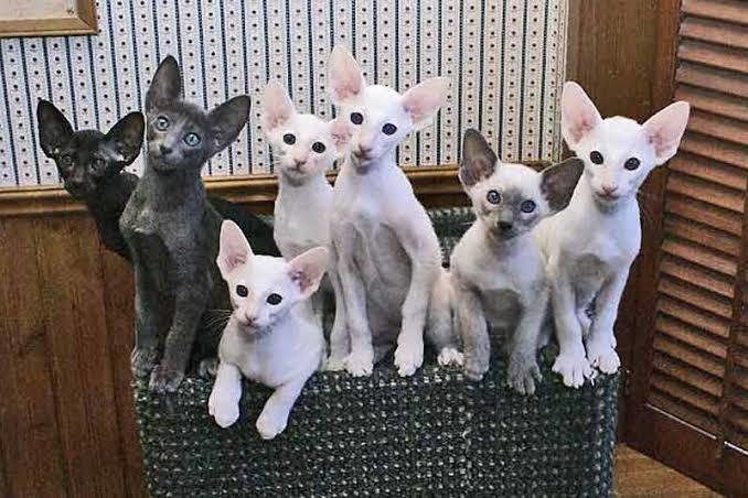 AAşağıda ki kedi cinsi nedir, arkadaşlar kedileri severim ama bunlar biraz sevimsiz değil mi?