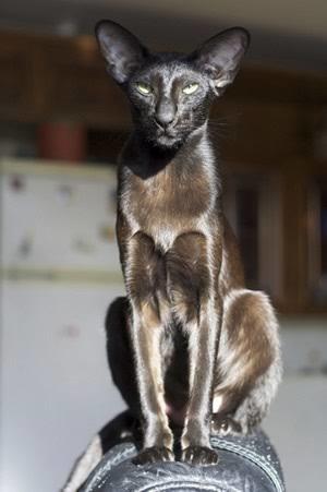AAşağıda ki kedi cinsi nedir, arkadaşlar kedileri severim ama bunlar biraz sevimsiz değil mi?