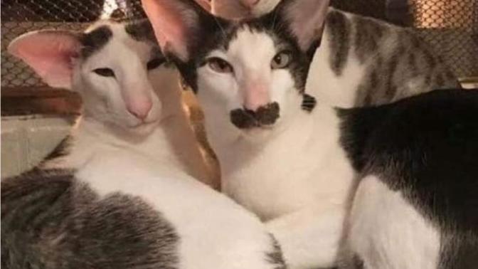 AAşağıda ki kedi cinsi nedir, arkadaşlar kedileri severim ama bunlar biraz sevimsiz değil mi?