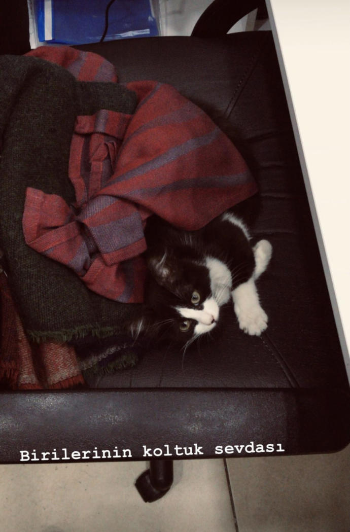 Sizde, sizin yerinizde gözü olanlar var mı? Bu durumda ne yapıyorsunuz 🐈⬛ 😄?