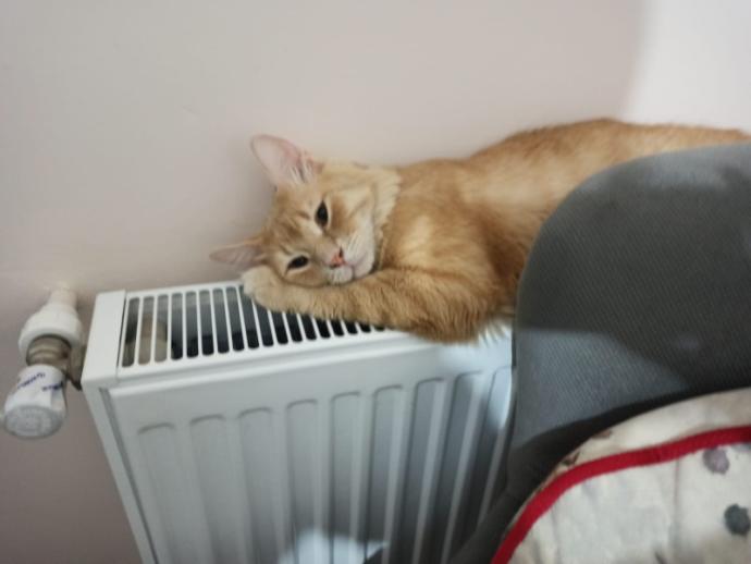Sizde, sizin yerinizde gözü olanlar var mı? Bu durumda ne yapıyorsunuz 🐈‍⬛ 😄?