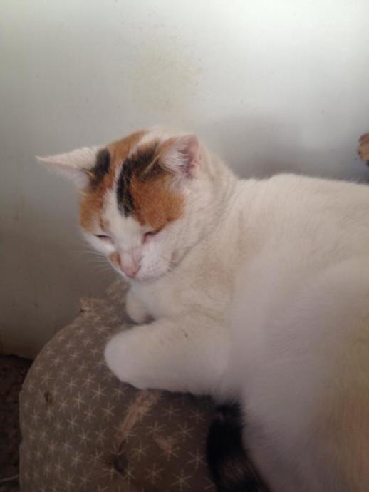 Sizde, sizin yerinizde gözü olanlar var mı? Bu durumda ne yapıyorsunuz 🐈‍⬛ 😄?