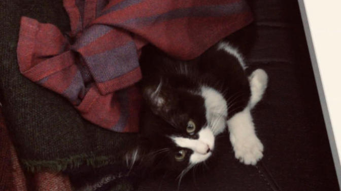 Sizde, sizin yerinizde gözü olanlar var mı? Bu durumda ne yapıyorsunuz 🐈‍⬛ 😄?