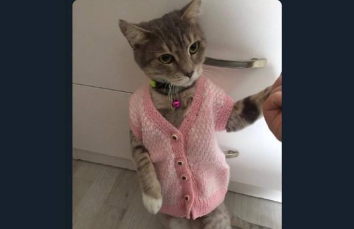 Evcil hayvanlara kıyafet giydirmek sizce doğru mu?