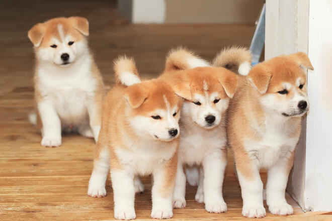 Japon Akita İnu Cinsi köpekler nasıl? Besleyen  var mı?