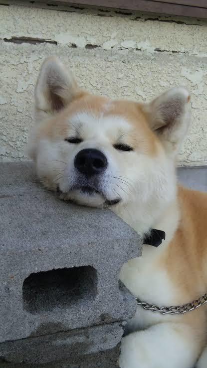 Japon Akita İnu Cinsi köpekler nasıl? Besleyen  var mı?