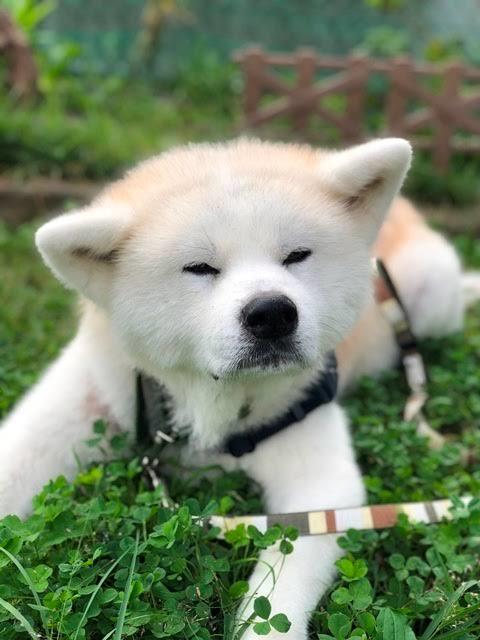 Japon Akita İnu Cinsi köpekler nasıl? Besleyen  var mı?