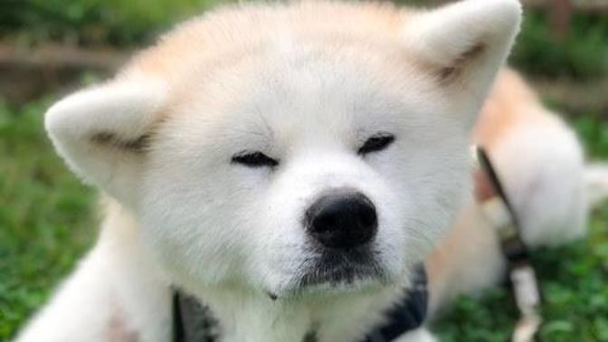 Japon Akita İnu Cinsi köpekler nasıl? Besleyen  var mı?