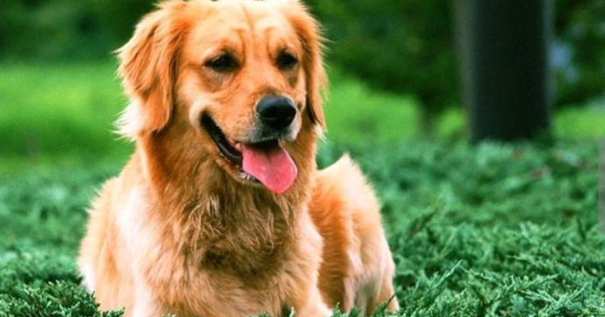 Köpeğimin adını &quot;Hoşt&quot; koyarsam çağırdığım zaman ne yapar? KizlarSoruyor